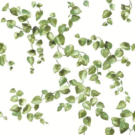 Creeping Fig Vine Wallpaper in Green from the Simply Farmhouse ...