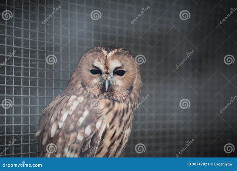 Owl in a cage stock image. Image of coat, cage, prey - 30747021