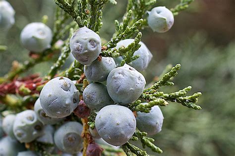 Rocky Mountain Juniper | Coniferous Forest