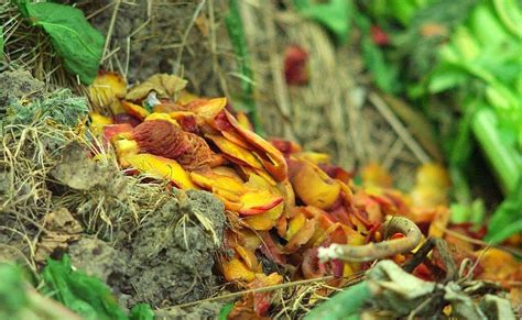 It's Not Work, It's Gardening!: Who likes compost pile fruit scraps?