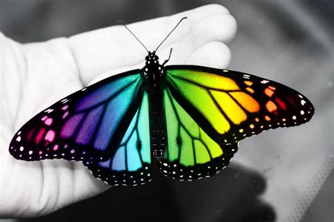 butterfly | Butterfly inspiration, Beautiful butterflies, Colorful butterfly