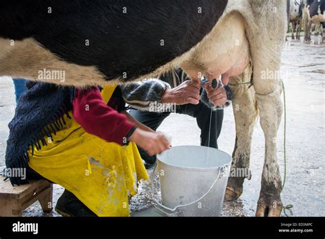 Milking cow by hand hi-res stock photography and images - Alamy