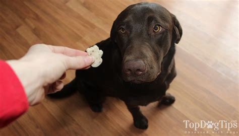 Top 5 Best Dog Dental Treats and Chews for Dogs Oral Health