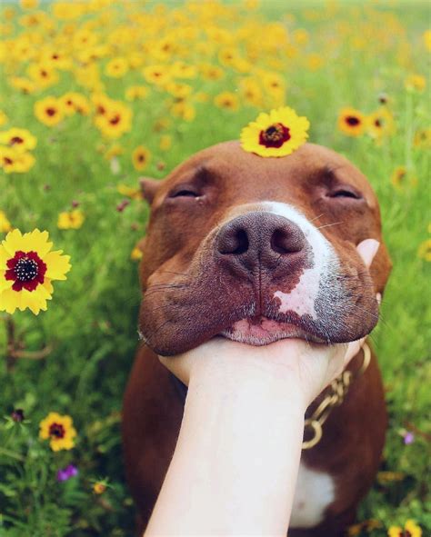 If You’re Having a Bad Day, Take a Look at These Pictures of Dogs Enjoying Flowers