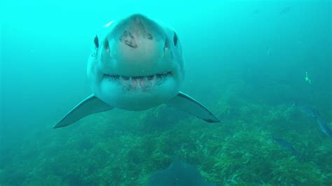 World's Biggest Great White Shark: Deep Blue on SharkFest on Nat Geo