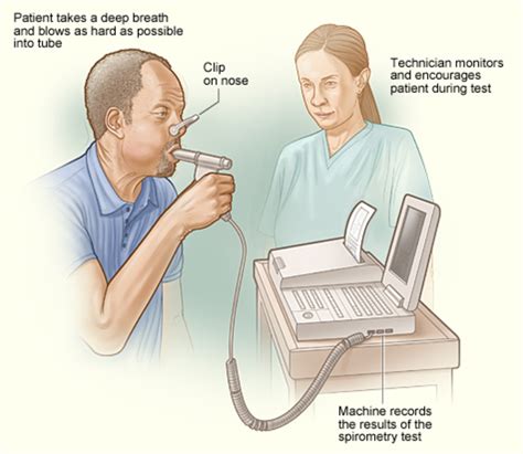 Lung Volumes and Capacities - Owlcation