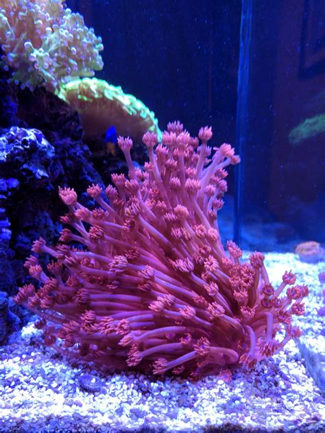 Are Goniopora Corals Right for Your Tank? – We Talk, Grow, and Dream Corals