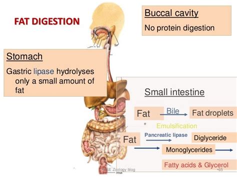 Digestion and absorption