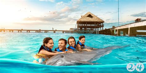 Dolphin Discovery 24th anniversary celebration I Swim with dolphins Dolphin Discovery | Blogs