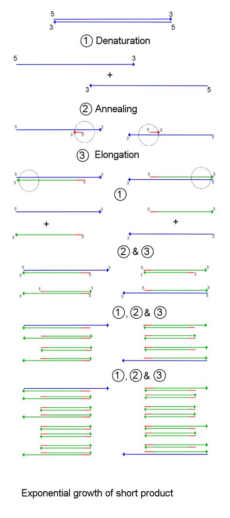 7.13E: Amplifying DNA - The Polymerase Chain Reaction - Biology LibreTexts