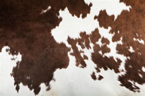 Real cow skin texture. Brown and white real cow skin texture , #sponsored, #skin, #cow, #Real, # ...