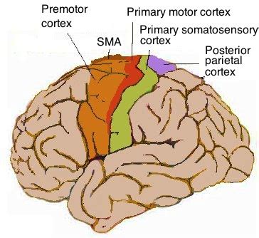 Motor cortex - Wikipedia