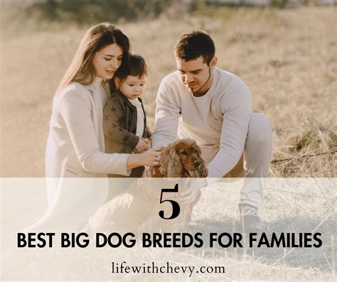 5 Best Big Dog Breeds For Families - Life with Chevy