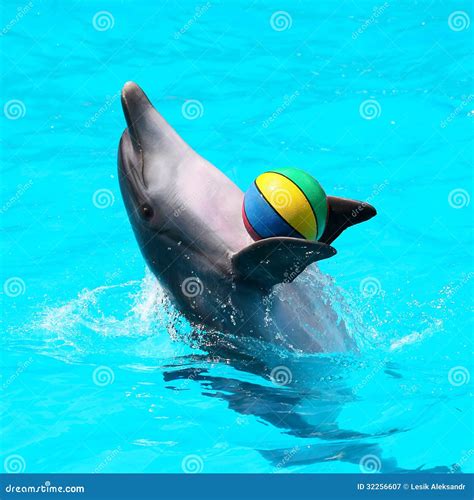 Dolphins Playing in the Blue Water with Balls Stock Image - Image of ...