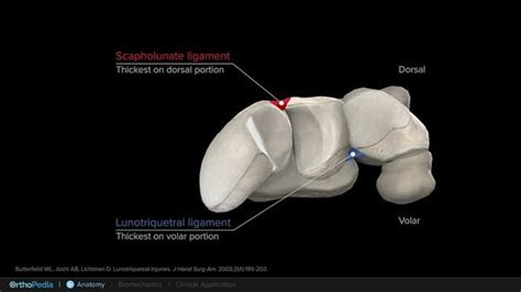 Anatomy of the Wrist With Lunotriquetral Joint Instability : OrthoPedia