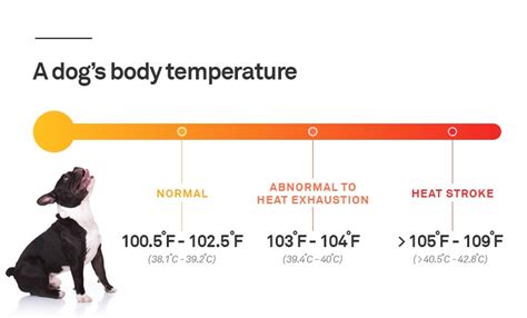 How to Take a Puppy's Temperature | The Dogman