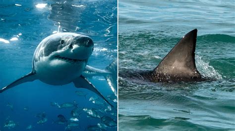 ‘First-ever sighting’ of newborn great white shark possibly captured in ...