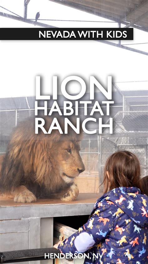 Visiting Lion Habitat Ranch With Kids | Califoreigners