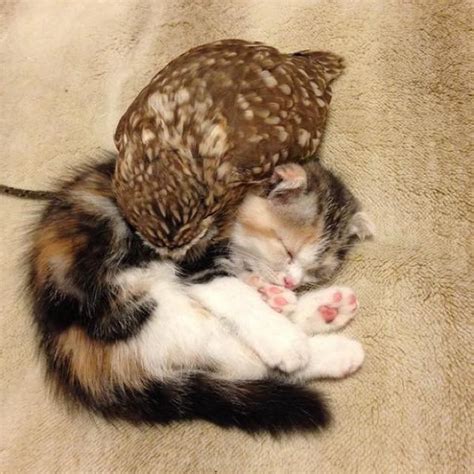 Kitten and Owl Become Best Friends - Love Meow