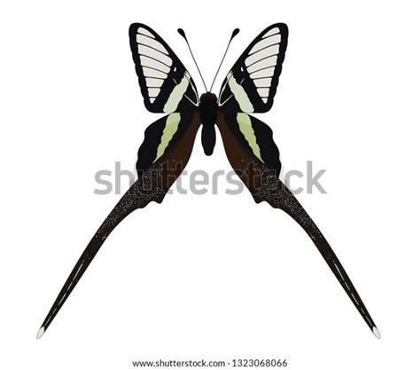 Green Dragontail Butterfly Lamproptera Meges Stock Vector (Royalty Free ...