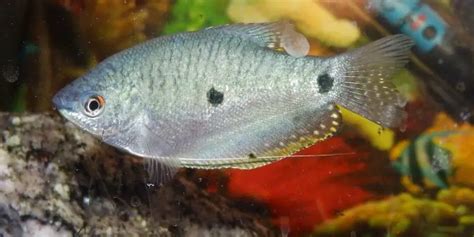 Where Do Three Spot Gourami Live? (Habitate, Care, Breeding)