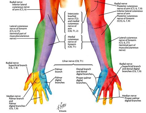 Related image | Human body anatomy, Radial nerve, Medical massage