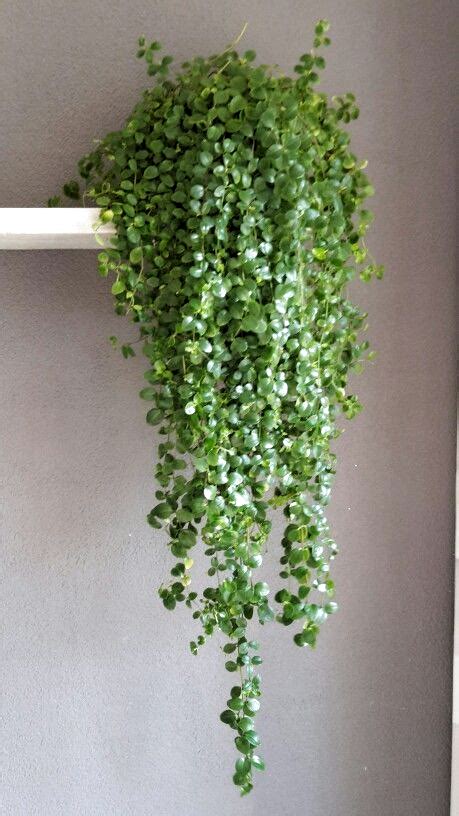 Pin by Antonia Drummond on Φυτά | Hanging plants, Hanging plants indoor, House plants indoor