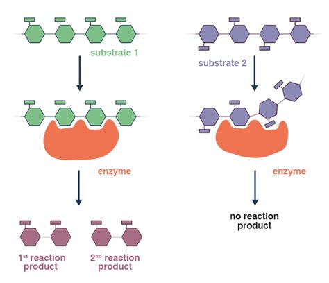 Difference Between Acid Hydrolysis and Enzymatic Hydrolysis - The Novel ...