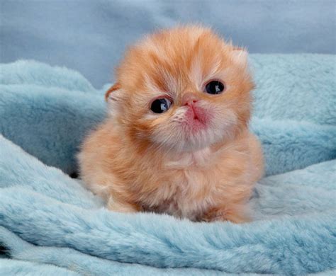 It's HD | Animals-Funny-Wallpapers: cute baby kittens