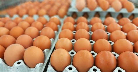 Salmonella Eggs Recall: Outbreak Poisons 12 More In 5 States - Thrillist