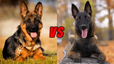 German Shepherd Vs Belgian Malinois Differences – Which One Is Better ...