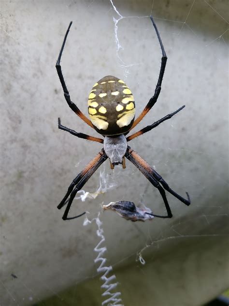 Giant Banana Spider Bite