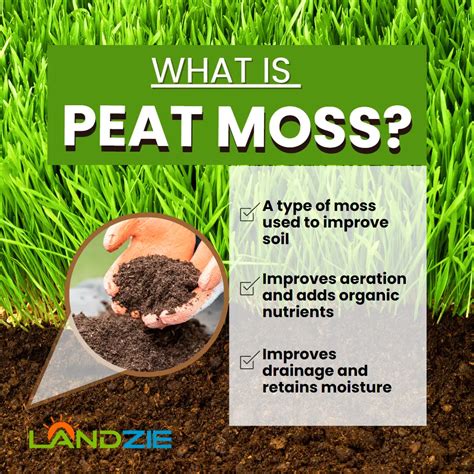 Should I Use Peat Moss In My Garden | Fasci Garden