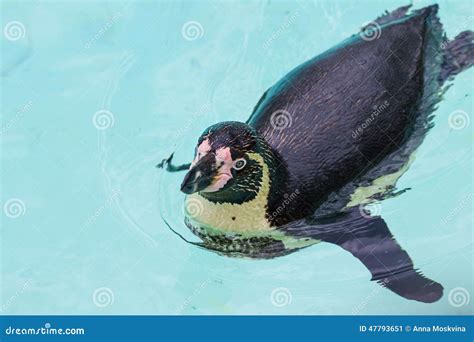 Funny penguins stock image. Image of cute, blue, black - 47793651