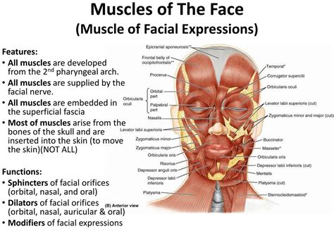 Muscles Of The Face