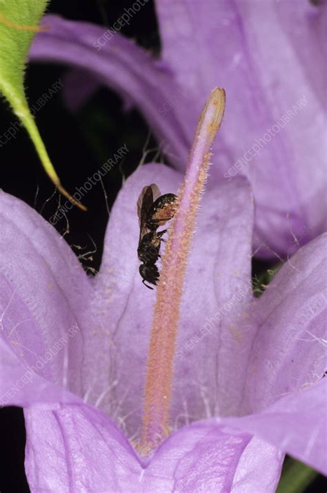 Bee pollination - Stock Image - B786/0712 - Science Photo Library