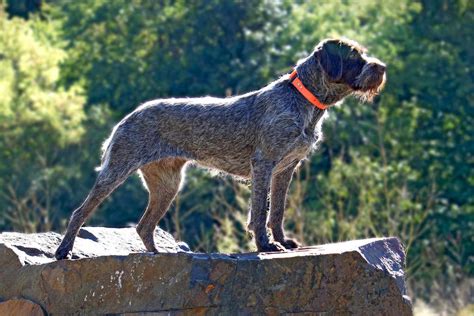 Wirehaired Pointing Griffon Dog Breed Information and Characteristics