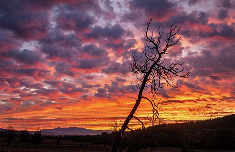 Sunrise tree Silhouette Photograph by Randy Robbins - Fine Art America