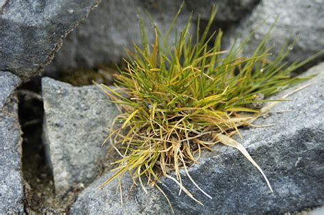 The Flora of Antarctica: Life on a Frozen Continent — In Defense of Plants