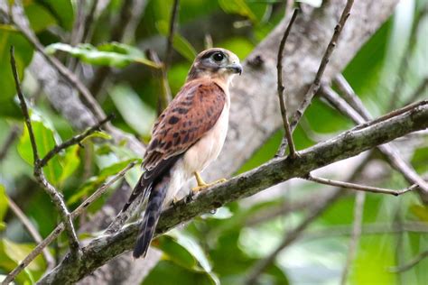 Seychelles Kestrel - Falco araeus