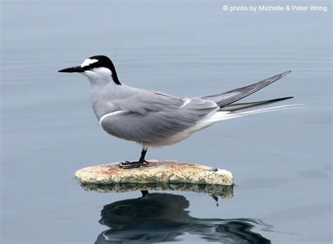 Aleutian Tern – birdfinding.info