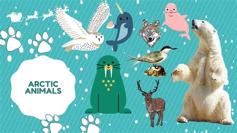 Arctic Animal Names| Snow Animals | Snow Animals For kids | Fun and Educational wild Arctic ...