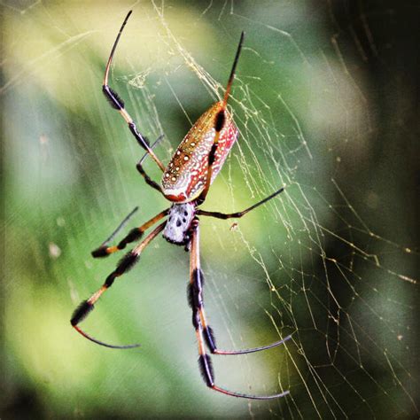 Giant banana spiders everywhere - Sun Sentinel