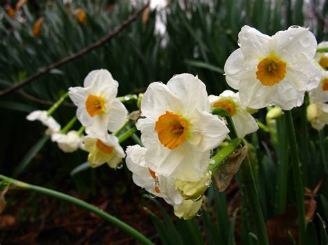 File:Spring-flower-bouquet-daffodil - West Virginia - ForestWander.jpg ...