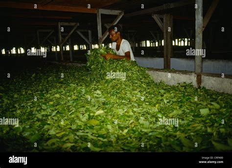 Assam Tea Factory Stock Photos & Assam Tea Factory Stock Images - Alamy