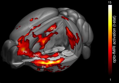 Projects | Preclinical Neuroimaging