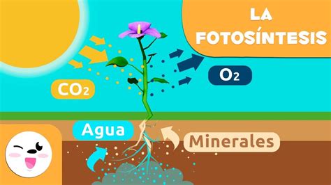 La fotosíntesis de las plantas | Ciencias naturales para niños - YouTube