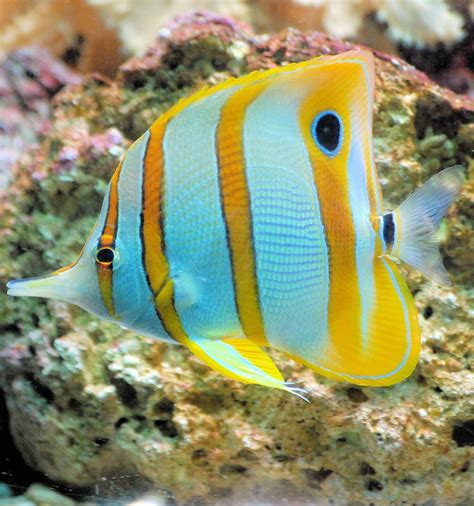 Picture of a butterflyfish - About Wild Animals