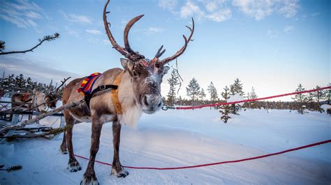 In photos: Sweden's incredible reindeer herders | Adventure.com