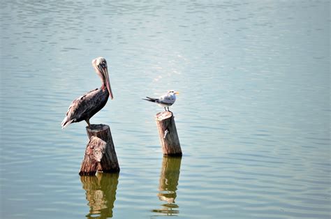 Lake birds by SweetReflections on DeviantArt